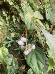 Rhynchotechum discolor