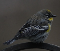 Setophaga coronata coronata × auduboni