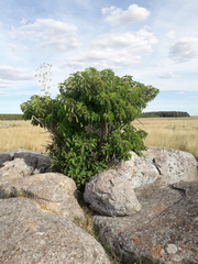 Phytolacca dioica