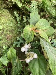 Rhynchotechum discolor