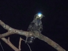 Caprimulgus jotaka