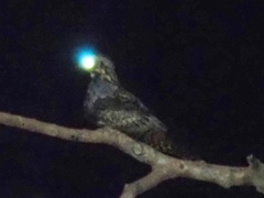 Caprimulgus jotaka
