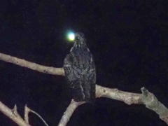 Caprimulgus jotaka