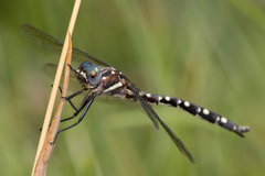 Archaeosynthemis leachii