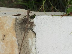 Anolis auratus