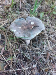 Russula cyanoxantha