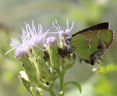 Chlorostrymon simaethis