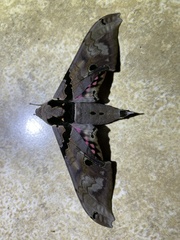 Adhemarius gannascus