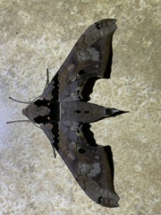 Adhemarius gannascus