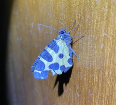 Pantherodes pardalaria