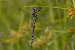 Archaeosynthemis leachii