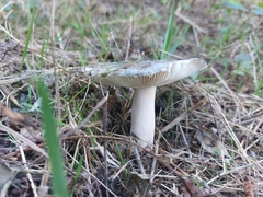 Russula cyanoxantha