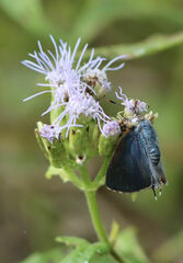 Chlorostrymon simaethis