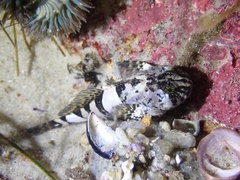 Clinocottus globiceps