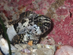 Clinocottus globiceps