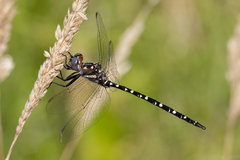 Archaeosynthemis leachii