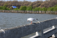 Chroicocephalus brunnicephalus