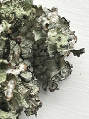 Platismatia tuckermanii