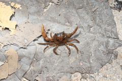 Somanniathelphusa sinensis