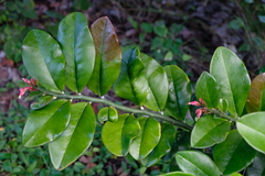 Euphorbia tithymaloides