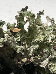 Platismatia tuckermanii