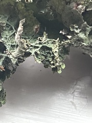 Platismatia tuckermanii