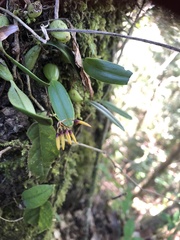 Bulbophyllum retusiusculum