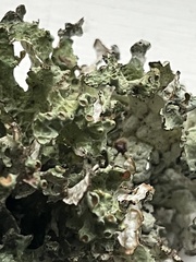 Platismatia tuckermanii