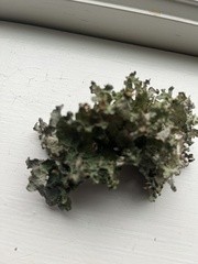 Platismatia tuckermanii