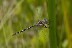 Archaeosynthemis leachii