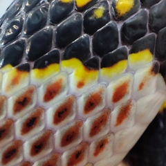 Euprepiophis mandarinus