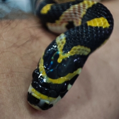 Euprepiophis mandarinus