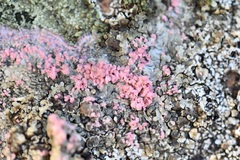 Marchandiomyces corallinus