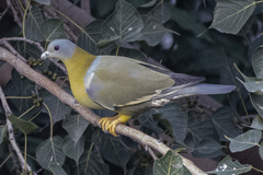 Treron phoenicopterus