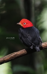 Ceratopipra mentalis