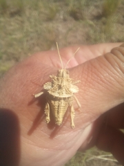 Graea horrida
