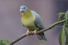 Treron phoenicopterus