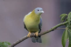 Treron phoenicopterus