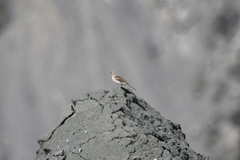 Anthus novaeseelandiae