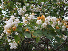 Dombeya cymosa