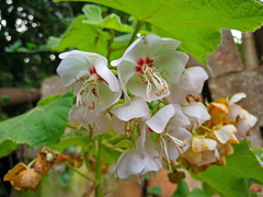 Dombeya cymosa