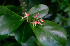 Euphorbia tithymaloides