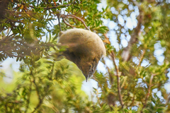 Anthornis melanura