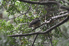 Rhipidura fuliginosa