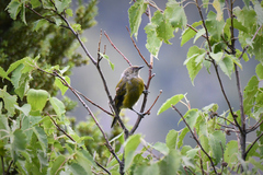 Anthornis melanura