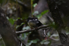 Petroica macrocephala macrocephala