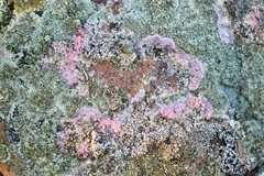 Marchandiomyces corallinus