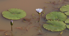 Nymphaea nouchali
