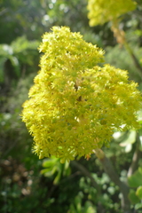 Aeonium arboreum image