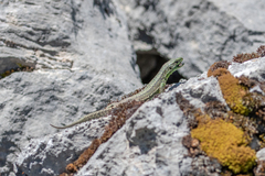 Iberolacerta monticola